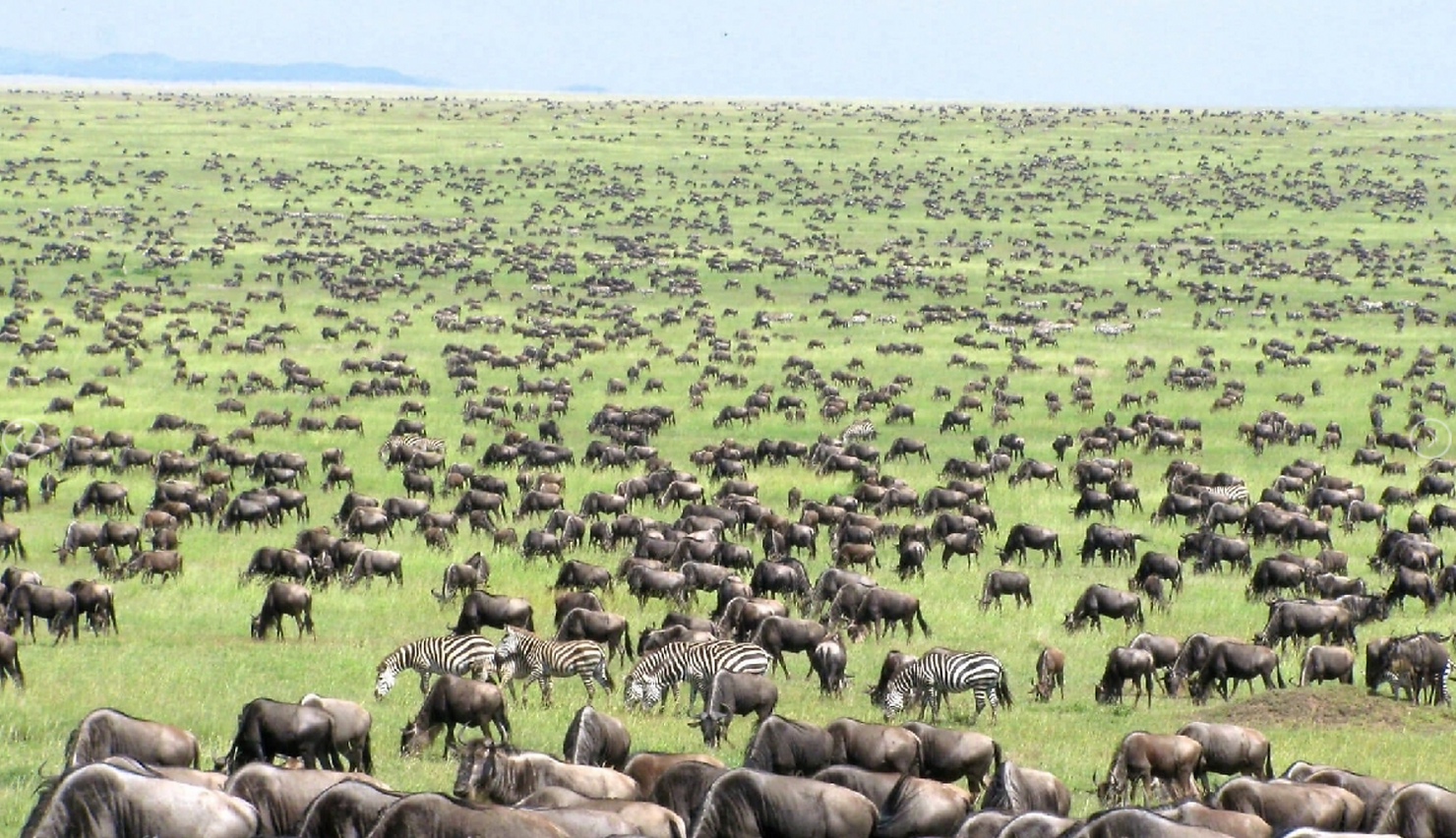 Guide de la Grande Migration des gnous et des zèbres au Kenya et en Tanzanie