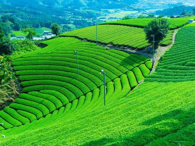 Au Japon, la cérémonie du thé se raconte