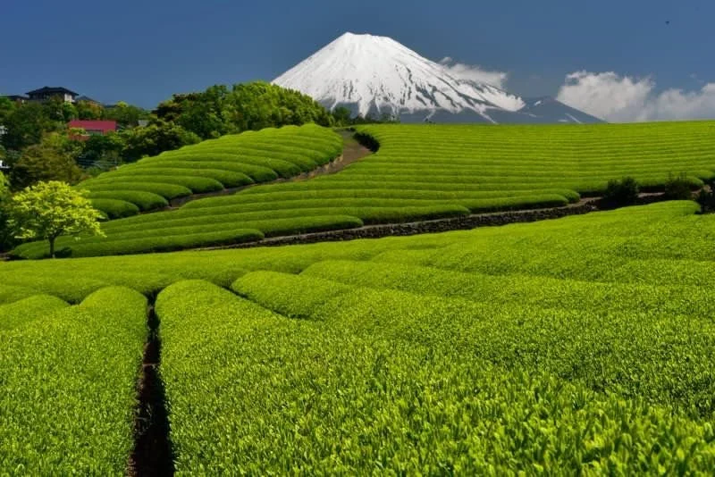 Escapades dans la campagne japonaise