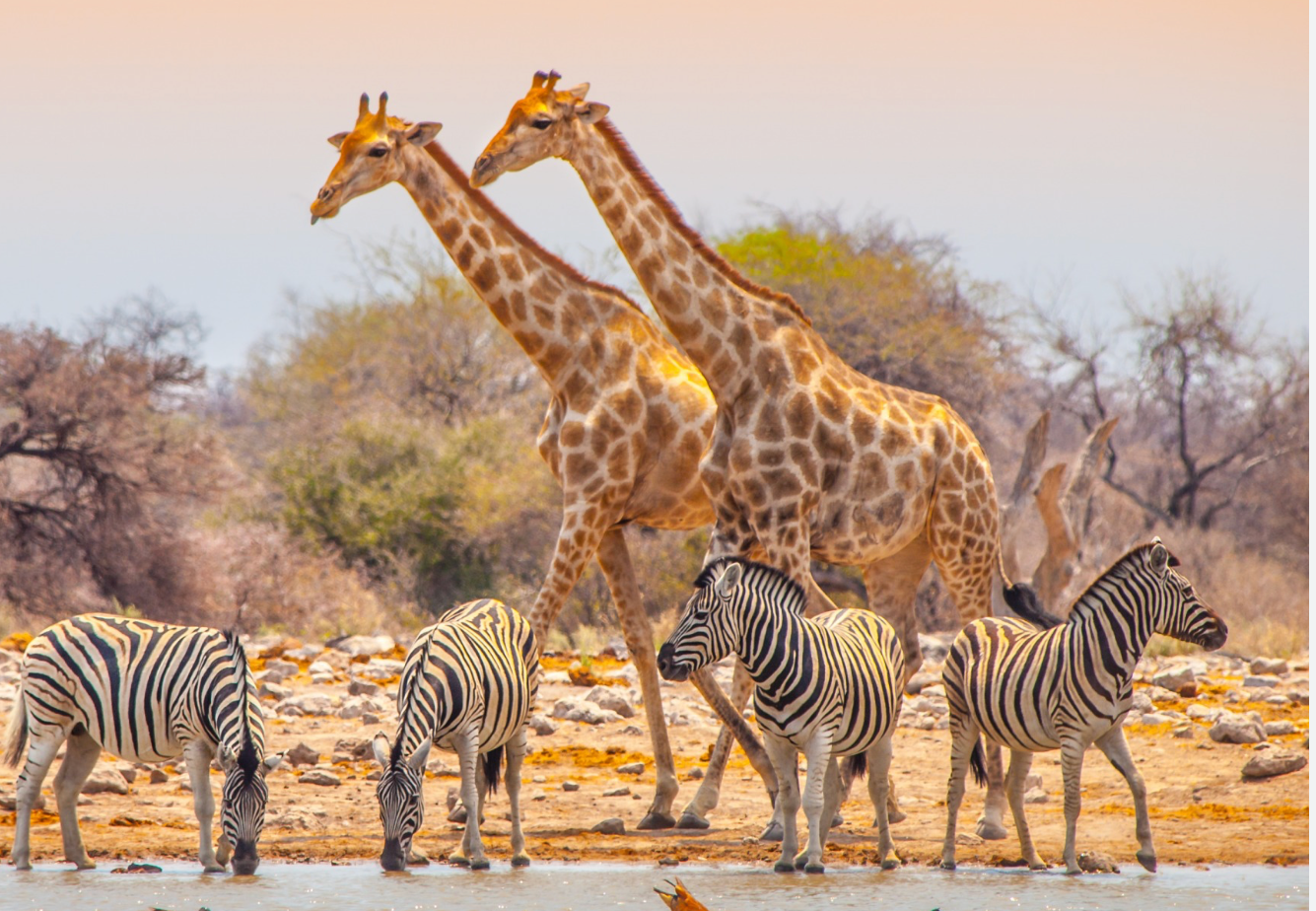 Situation au parc d'Etosha en Namibie
