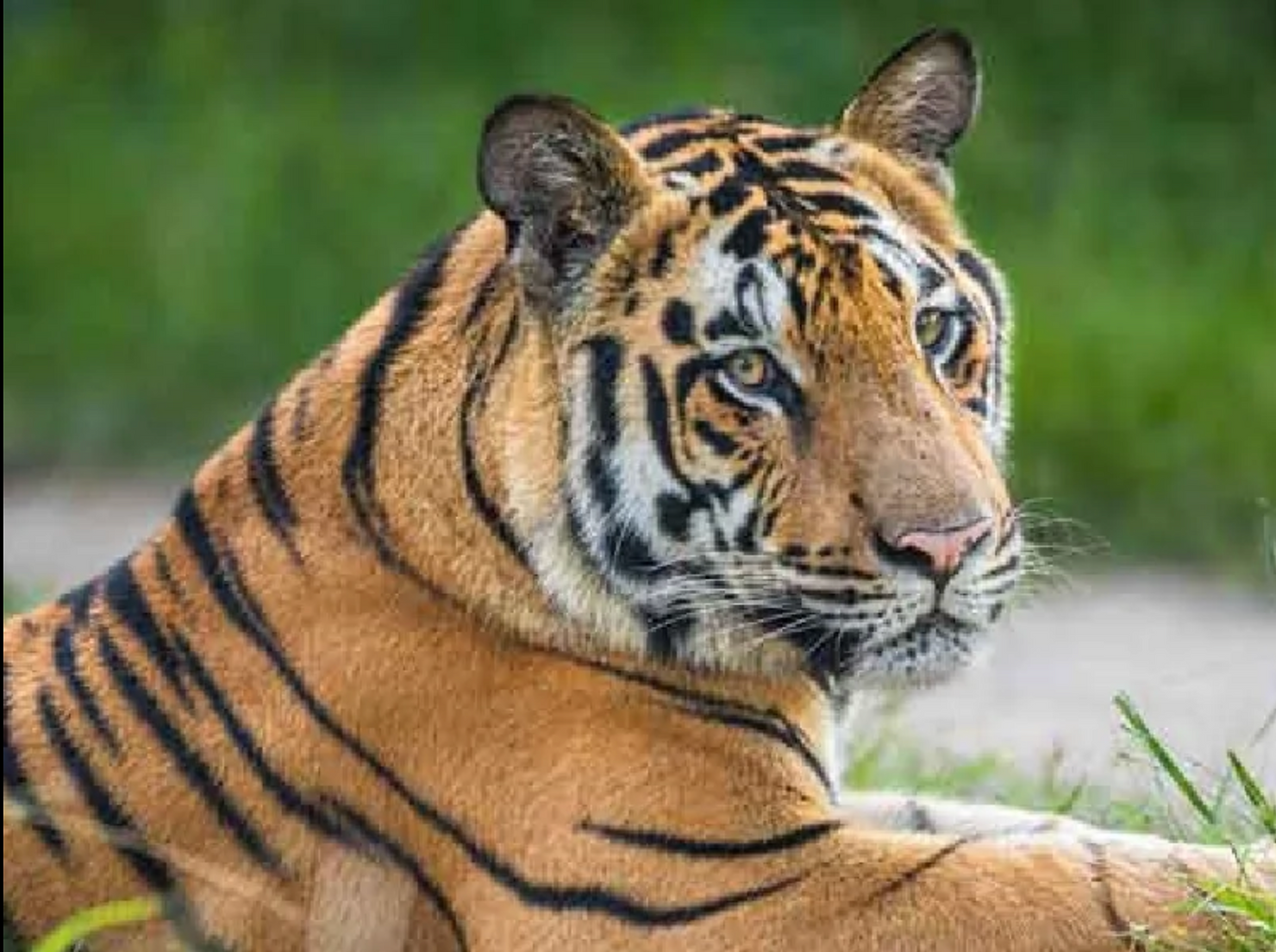 À la recherche des tigres du Bengale
