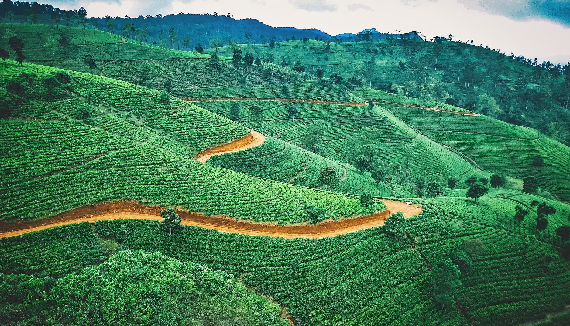 Paysage de collines verdoyantes avec des plantations en terrasses et chemins en terre.