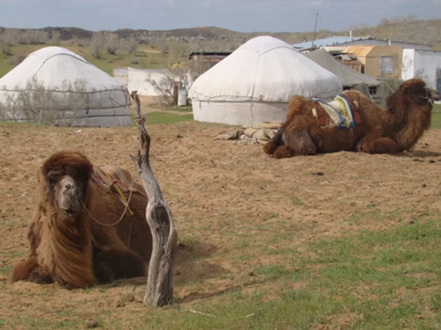 Deux chameaux avec des selles allongés sur un terrain désertique avec des yourtes blanches en arrière-plan.