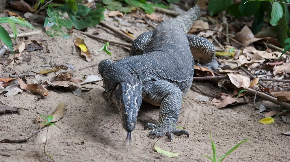 Un iguane grisâtre marchant sur le sol recouvert de feuilles mortes et de terre, entouré de végétation.