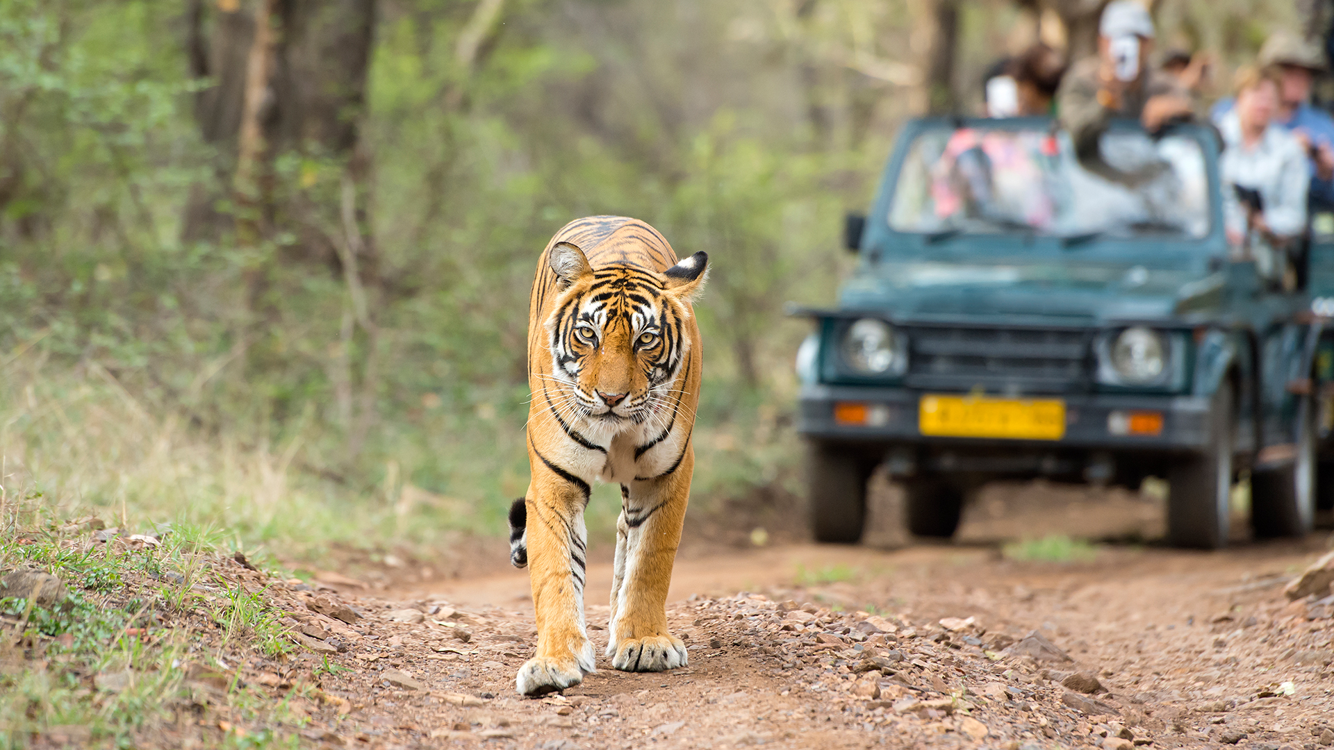 Un tigre marche sur un sentier en forêt, avec un véhicule de safari et des touristes à l'arrière.