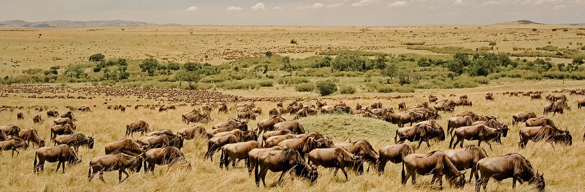 Grand groupe de gnous et de zèbres dans une savane africaine avec quelques arbres dispersés et un horizon dégagé