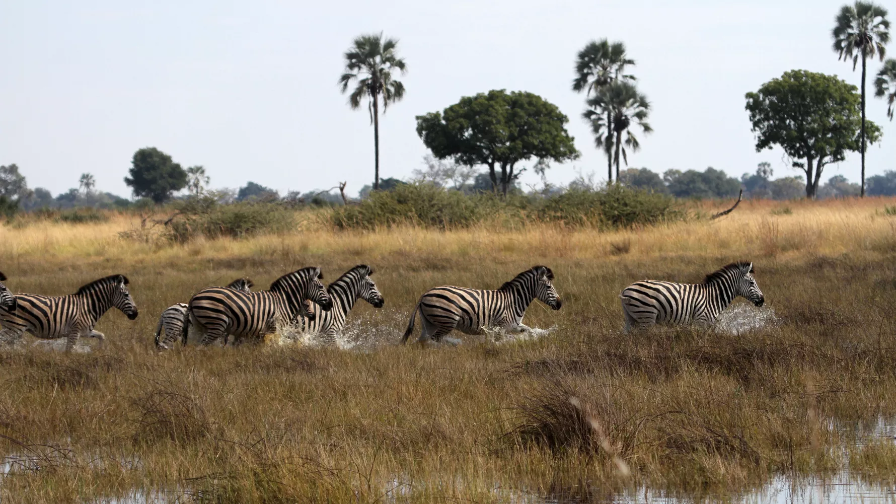Une troupe de zèbres traversant une zone marécageuse dans la savane africaine, avec des arbres en arrière-plan.