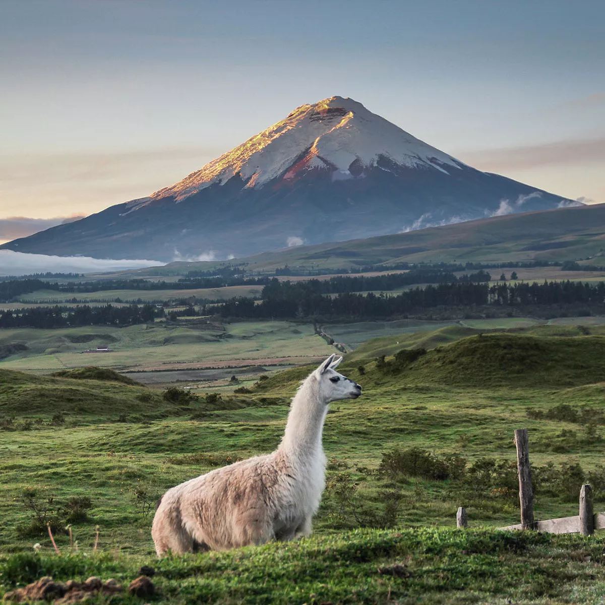 Un lama blanc dans un paysage vallonné avec un volcan enneigé en arrière-plan, sous un ciel clair.