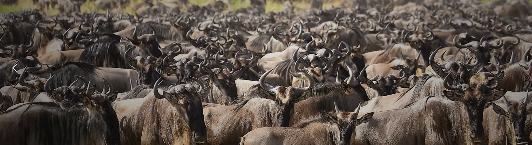 Une grande troupe de gnous broutant dans la savane africaine.
