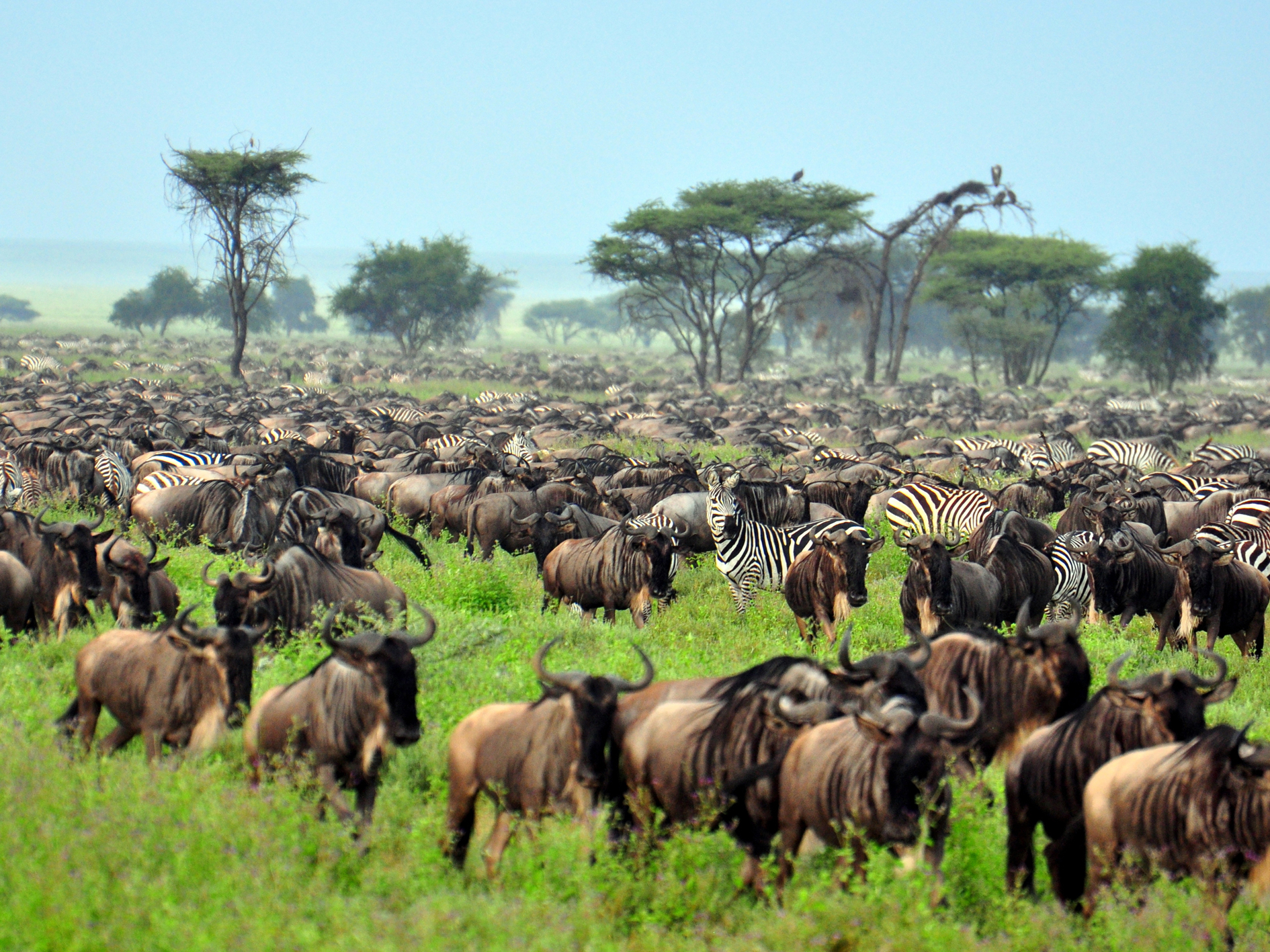 Une vaste savane avec un troupeau de zèbres et de buffles, entourée d'arbres dispersés et un ciel légèrement nuageux.