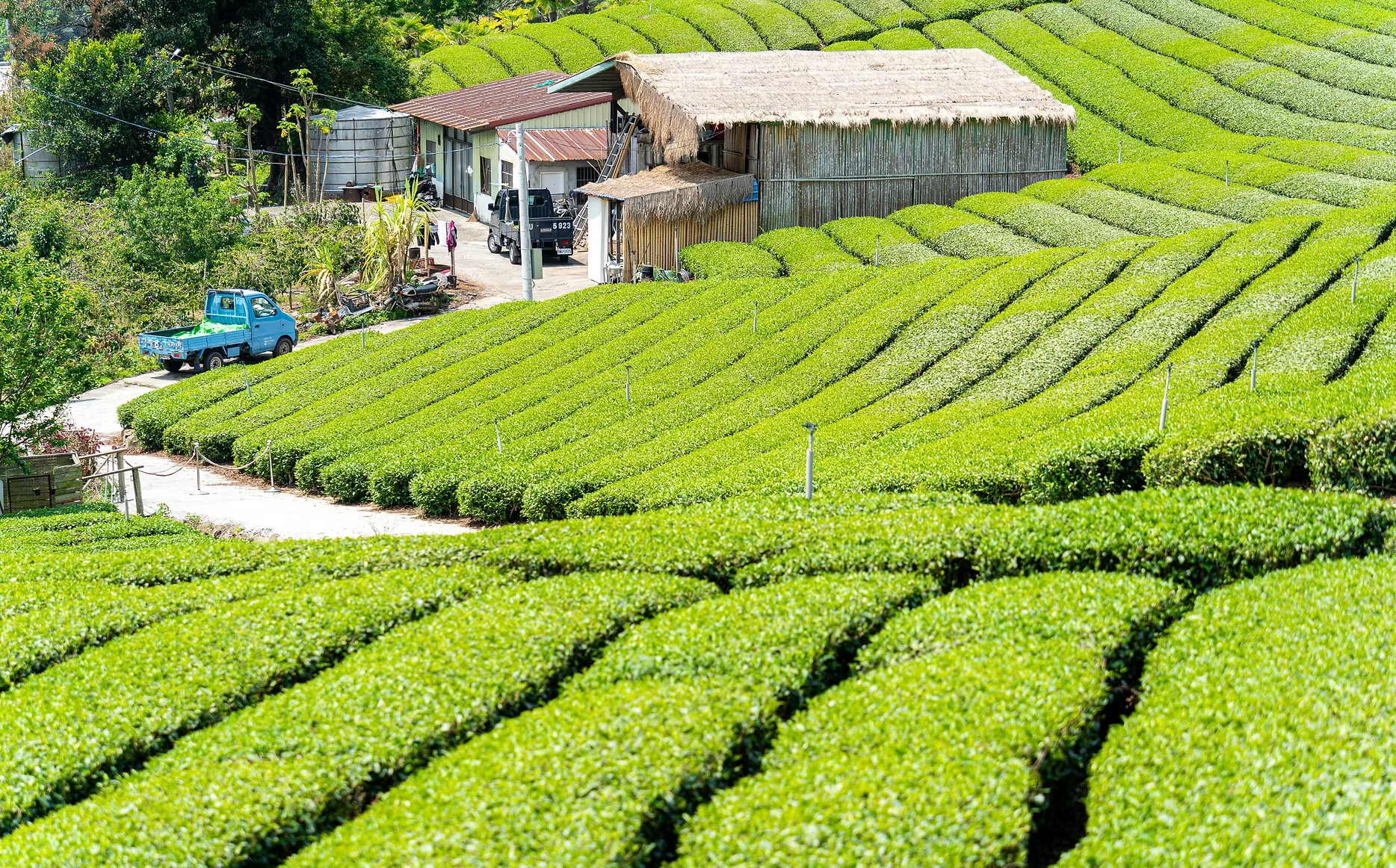 Champ de thé verdoyant en pente avec des rangées de buissons de thé bien taillés, une petite ferme en bois avec un toit en chaume et des véhicules garés à proximité, entouré d'arbres et de nature.