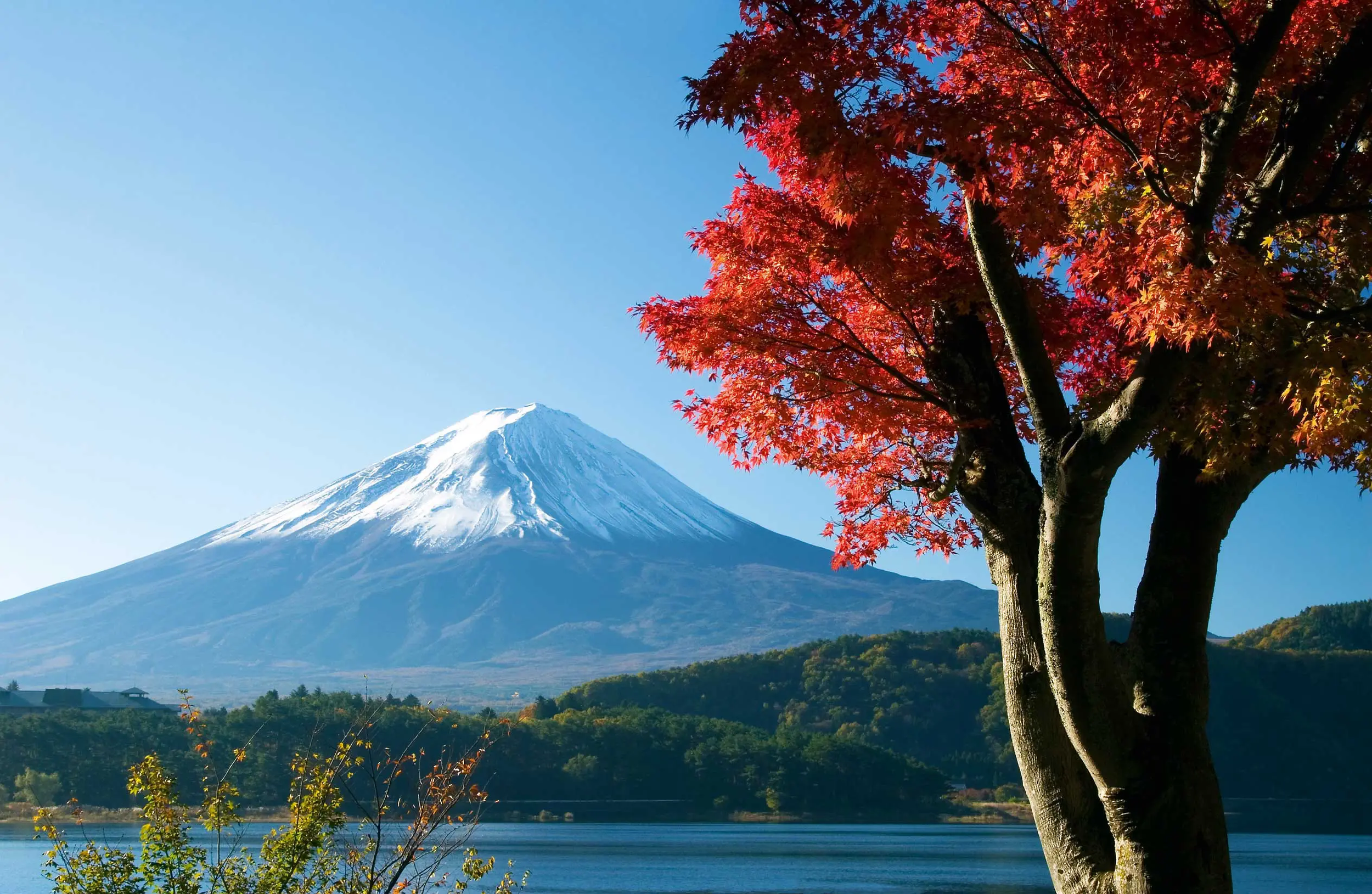 Vue du Mont Fuji et sur un arbre aux feuilles rouges, au Japon