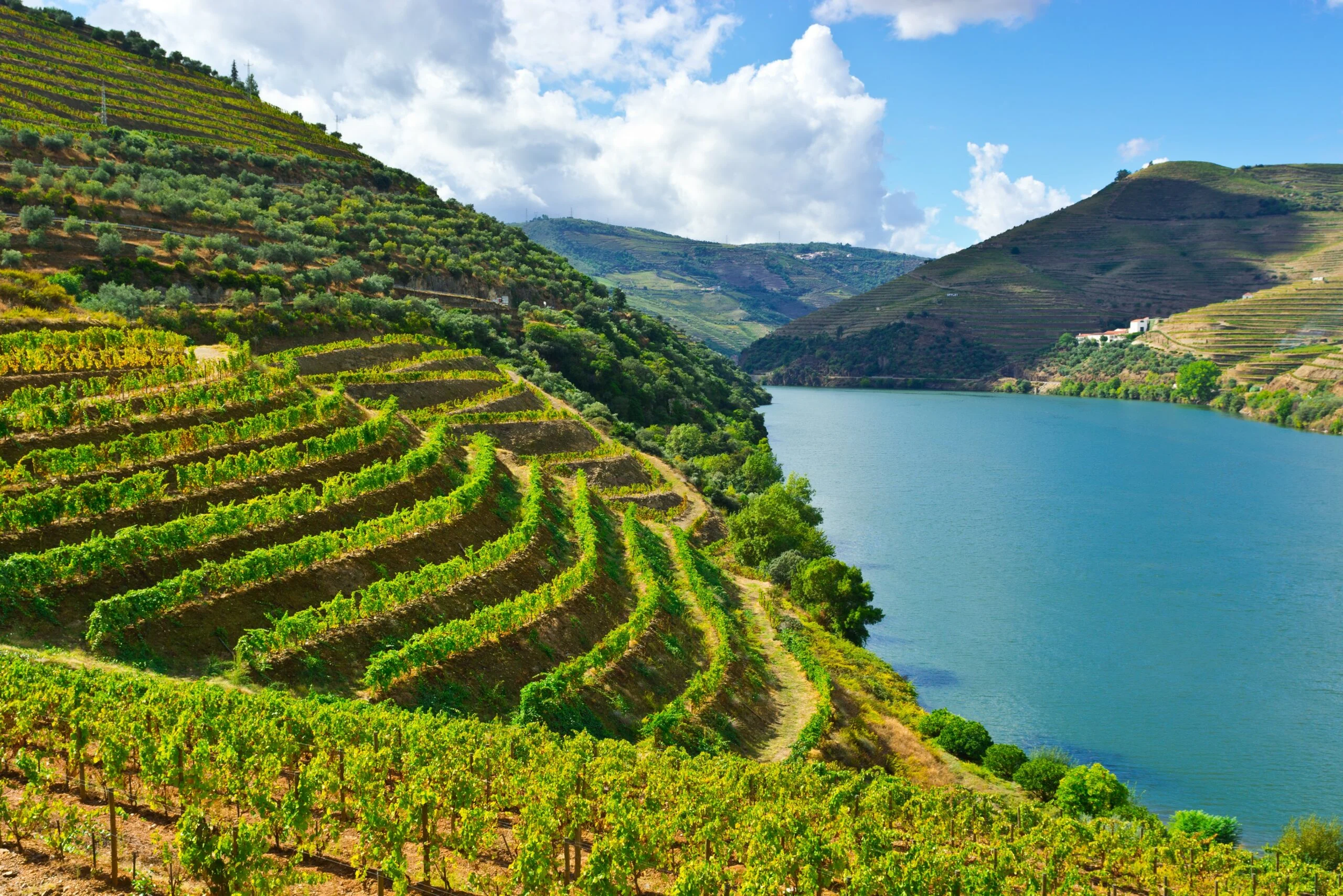 Vignes en terrasses sur une colline bordant une rivière sous un ciel partiellement nuageux.