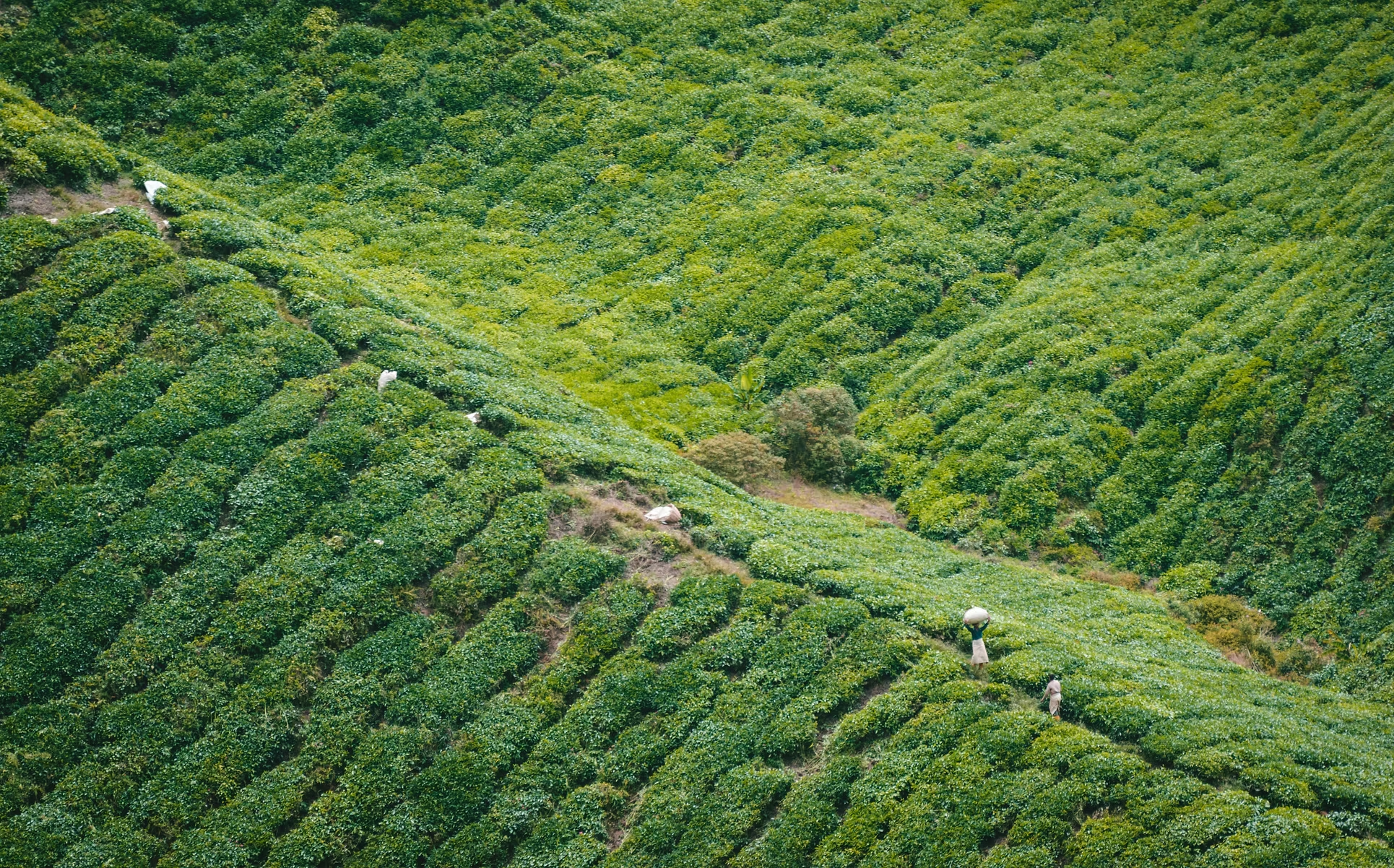 Vue aérienne d'une plantation de thé en terrasses sur une pente verte avec quelques travailleurs agricoles.