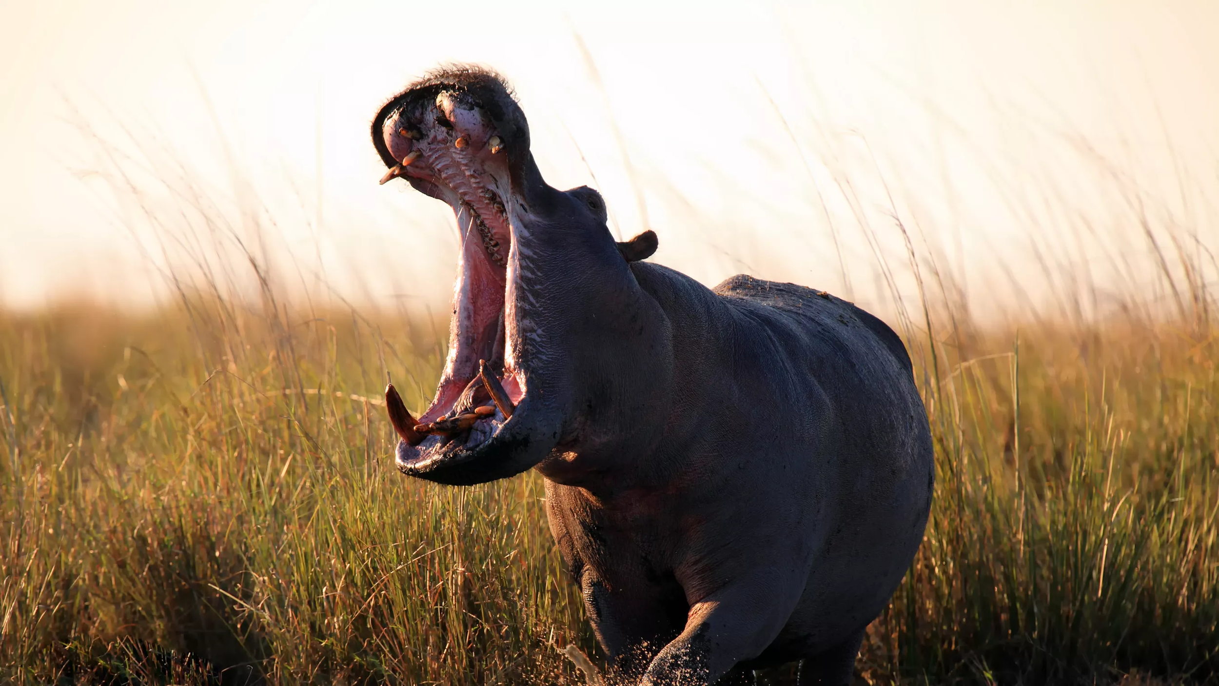 Un hippopotame avec la bouche grande ouverte, dans un paysage de savane lors du coucher du soleil.