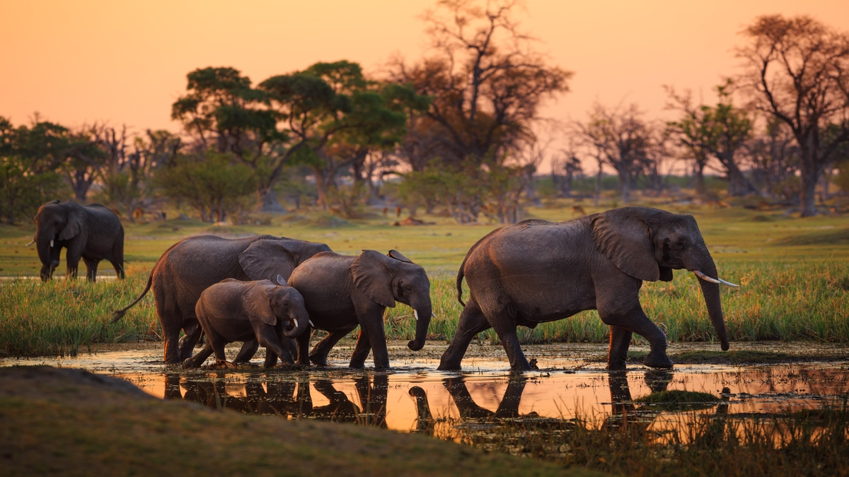 Famille d'éléphants marchant dans un  point d'eau, au Botswana