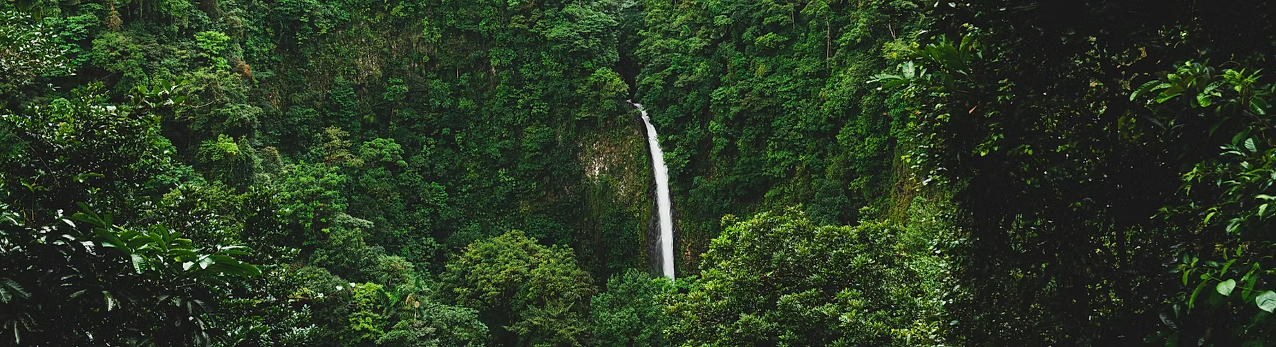 Une cascade au milieu d'une forêt dense et verdoyante.