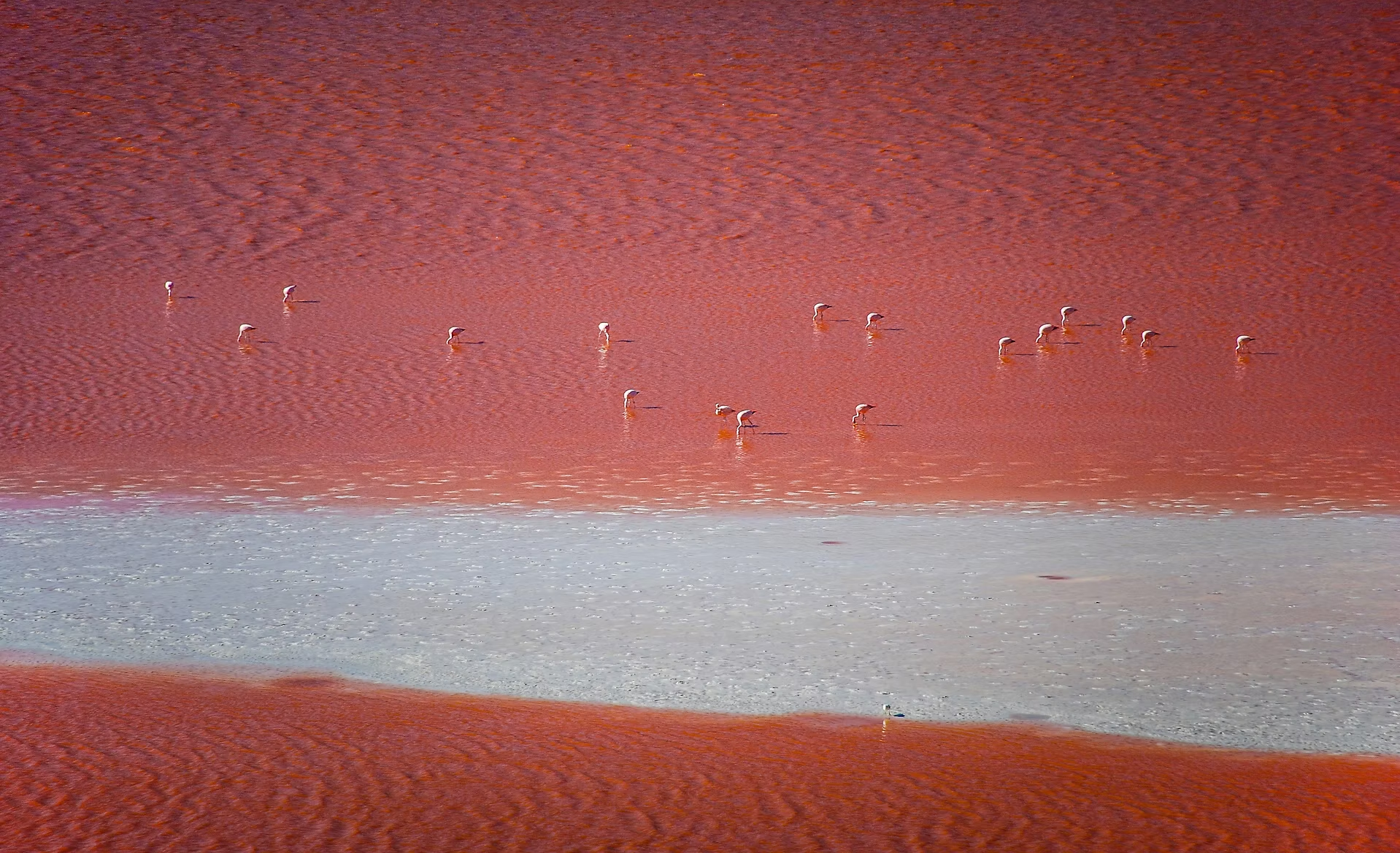 Oiseaux blancs dans un étang rougeâtre avec reflet dans l'eau.