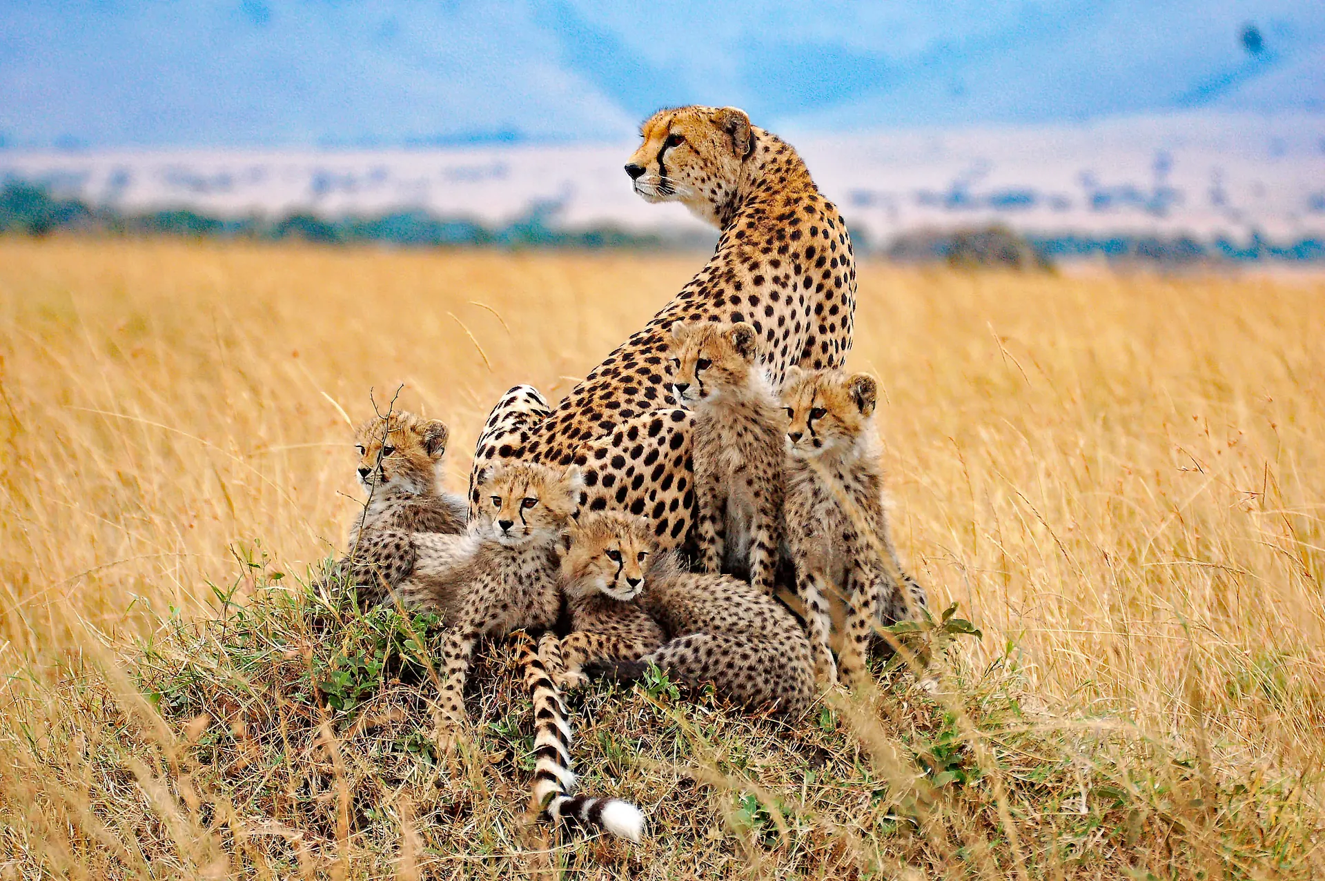 Une famille de guépards, une mère et ses petits, repose dans une prairie sèche, avec une végétation éparse, sous un ciel partiellement nuageux.