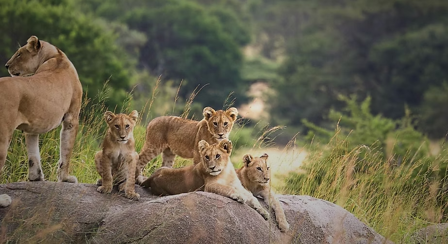 Un groupe de lionceaux et une lionne sur un rocher dans la nature.