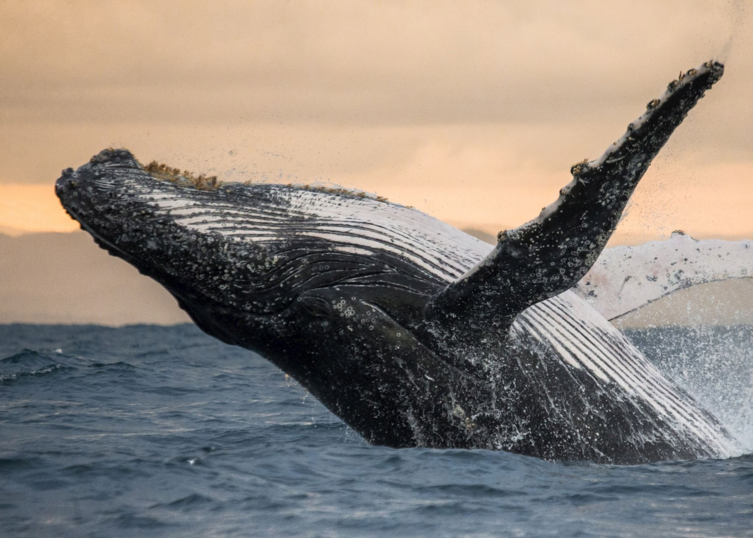 Une baleine saillant de l'eau lors d'une sortie en mer au crépuscule.