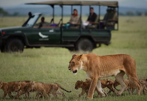 Lionne marchant dans la savane avec un groupe de lionceaux et un véhicule touristique en arrière-plan.