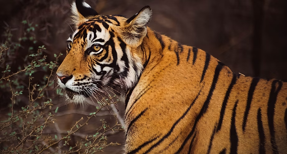 Un tigre de Sibérie dans la nature avec des feuillages