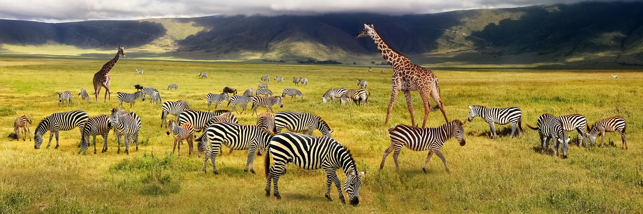 Une scène de savane avec de nombreuses zèbres et deux girafes sous un ciel nuageux, avec des montagnes en arrière-plan.
