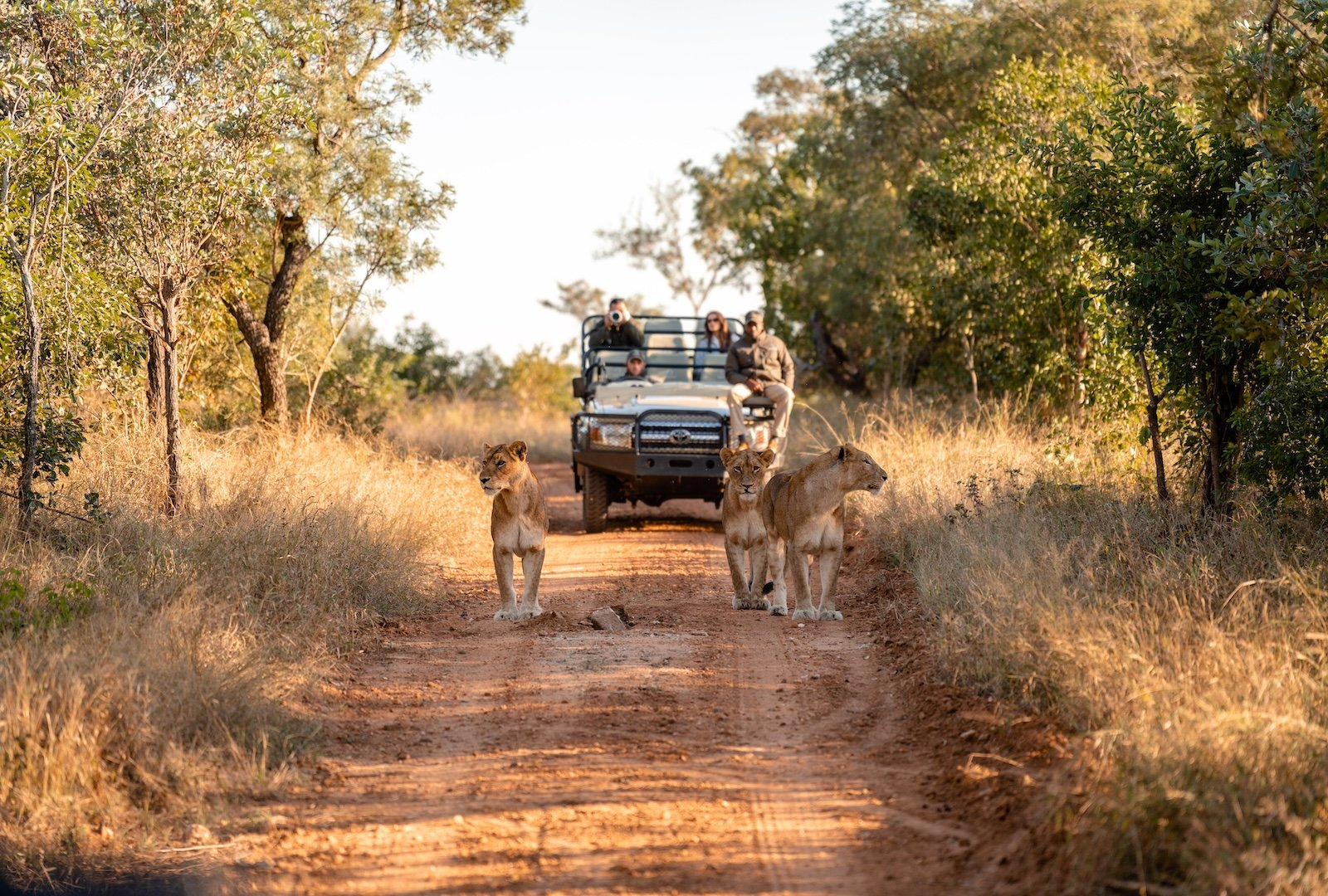 Un groupe de touristes dans un véhicule safari observe des lions sur une route de savane, entourée d'arbres et d'herbes sèches, en pleine nature.