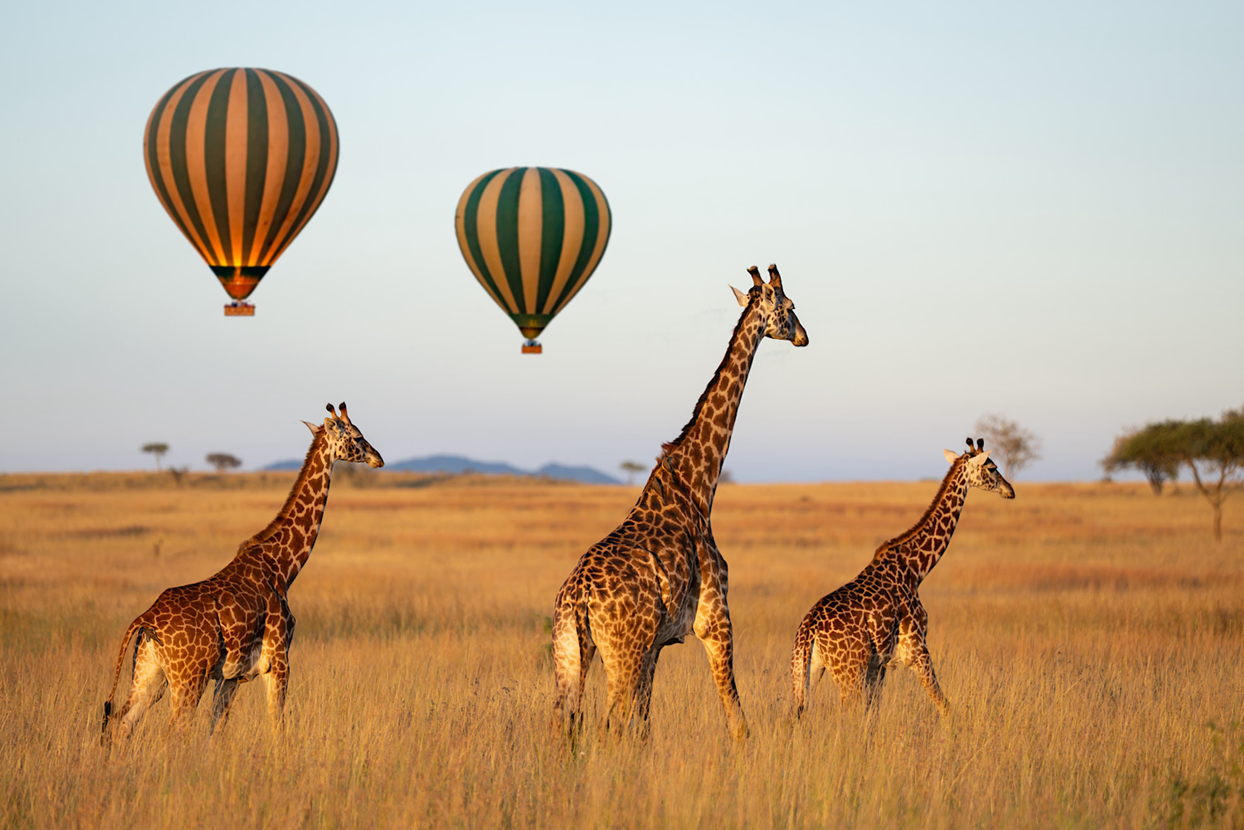 Trois girafes dans la savane africaine avec deux montgolfières en arrière-plan dans le ciel clair.
