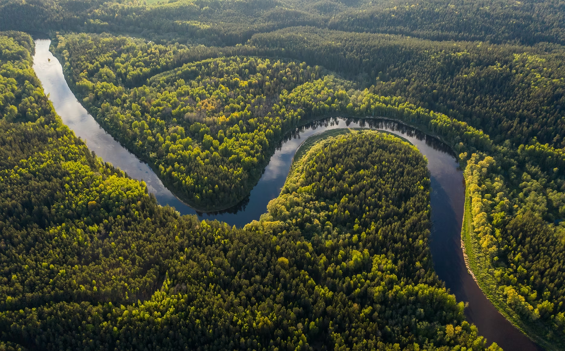 Vue aérienne d'une forêt abondante avec une rivière serpentant à travers et formant un loop dans la forêt.