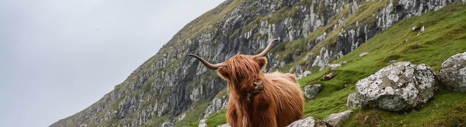 Une highland cow aux longs poils roux dans un paysage montagneux verdoyant avec des rochers.