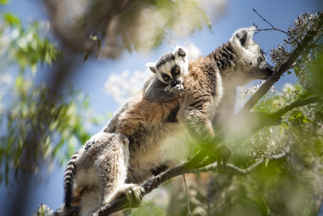 Une famille de lémuriens perchée dans un arbre, avec un mâle adulte portant deux jeunes sur son corps, dans un environnement arboré.