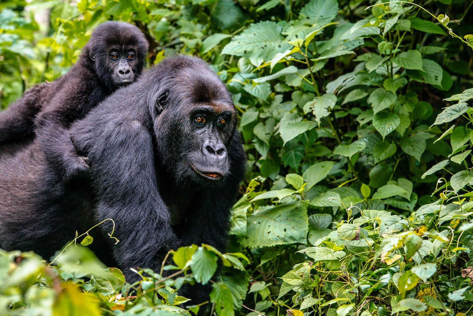 Une mère gorille portant un bébé gorille sur son dos dans la jungle.