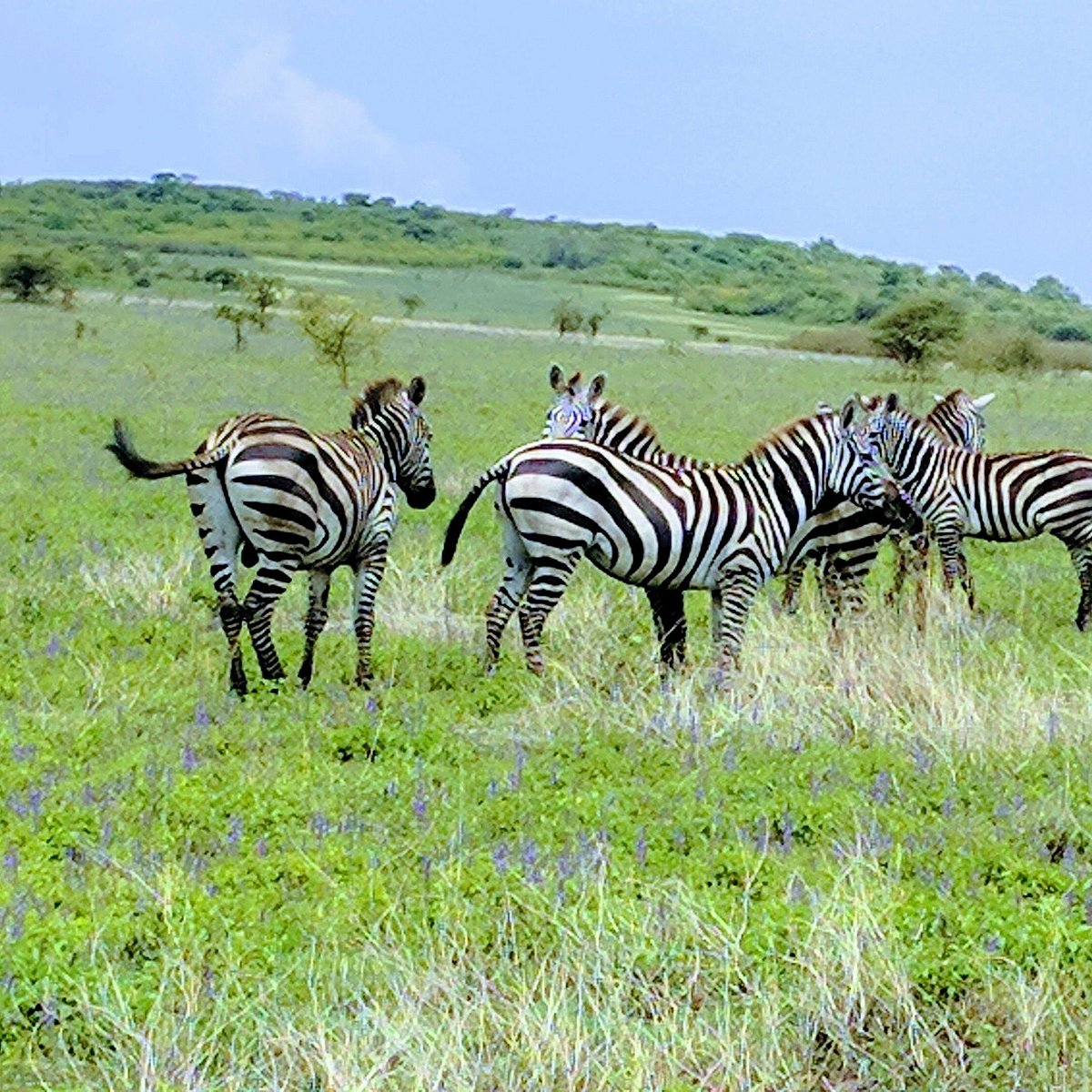 Groupe de zèbres dans une savane verte avec quelques arbres en arrière-plan et un ciel bleu.