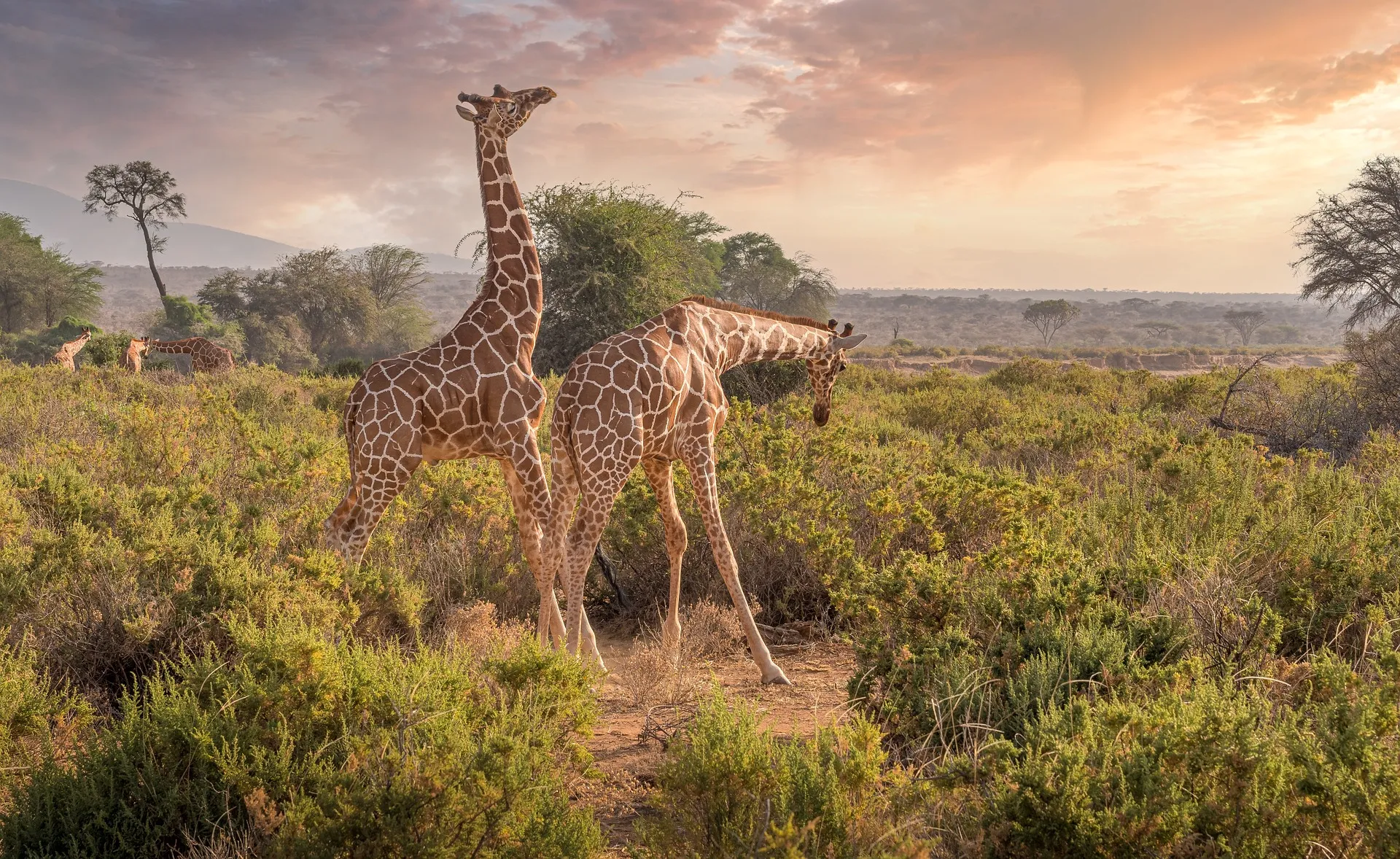 Groupes de girafes se promenant dans la savane africaine au coucher du soleil, avec des arbres épars et un ciel partiellement nuageux.
