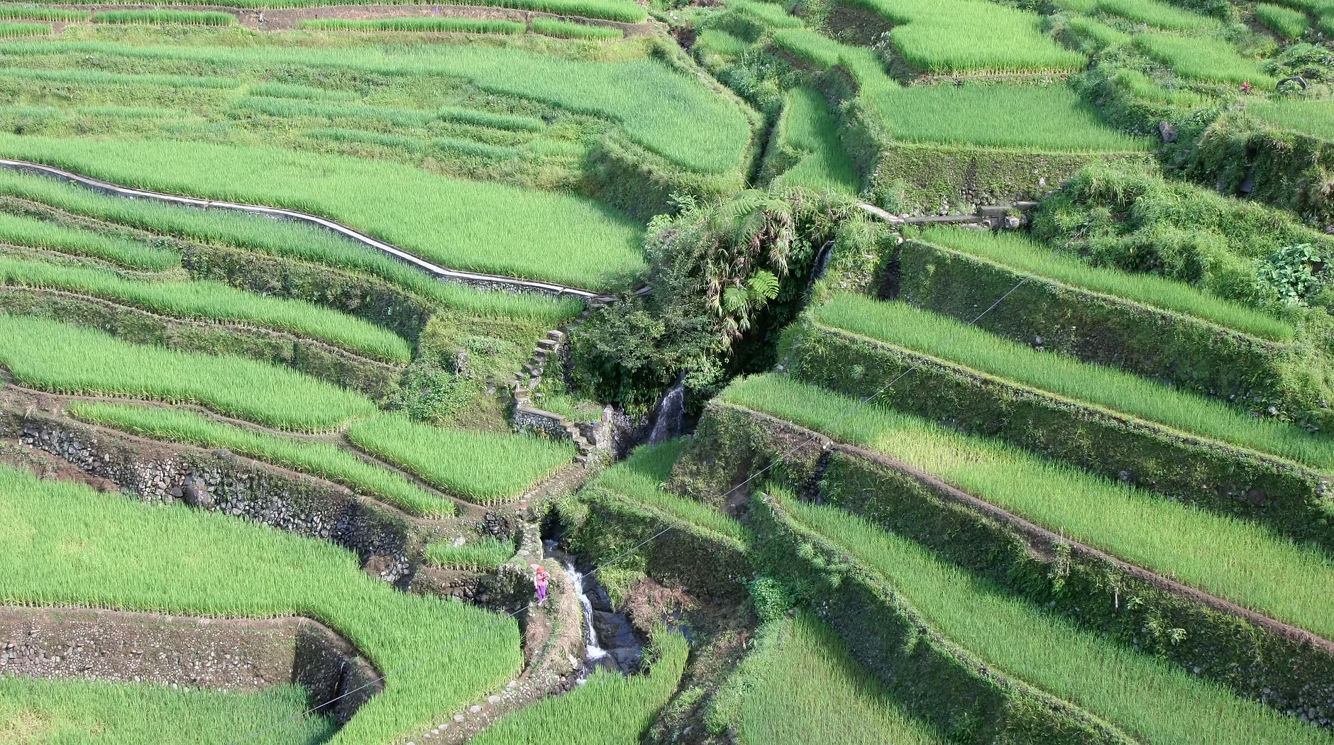 Terrasses agricoles verdoyantes avec un petit cours d'eau qui coule au centre, entouré de verdure luxuriante dans un paysage en pente.