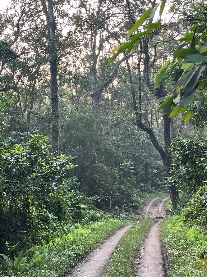 Chemin de terre serpentant à travers une forêt dense avec des arbres et des feuillages verts, sous une lumière tamisée.