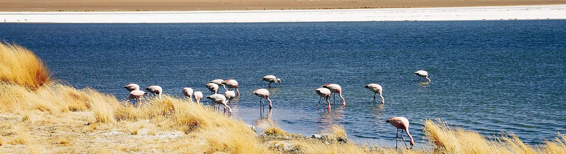 Un groupe de flamants roses se tiennent dans un lac ou un étang avec des herbes sèches sur la rive.