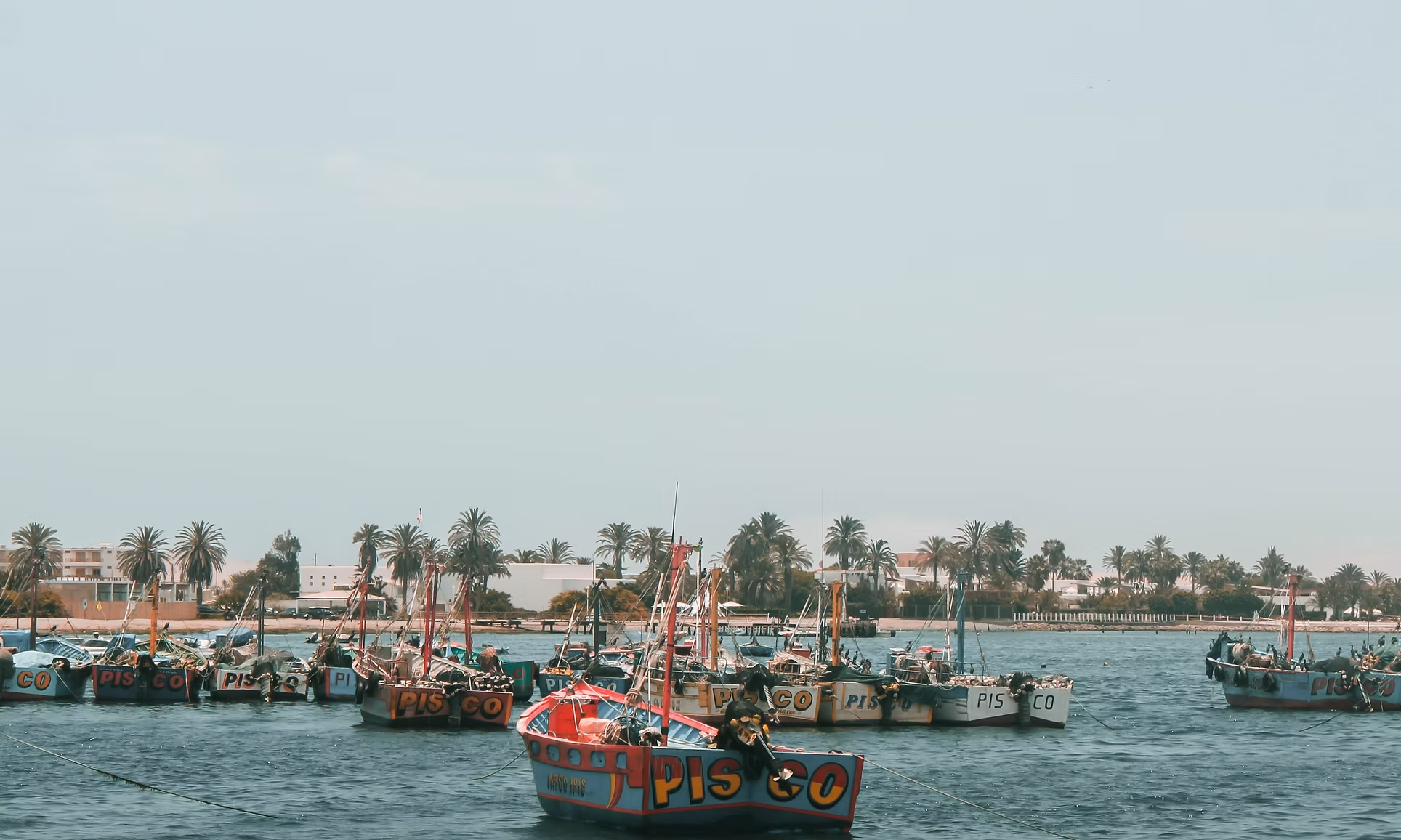 Bateaux de pêche colorés dans un port avec palmiers et bâtiments en arrière-plan.