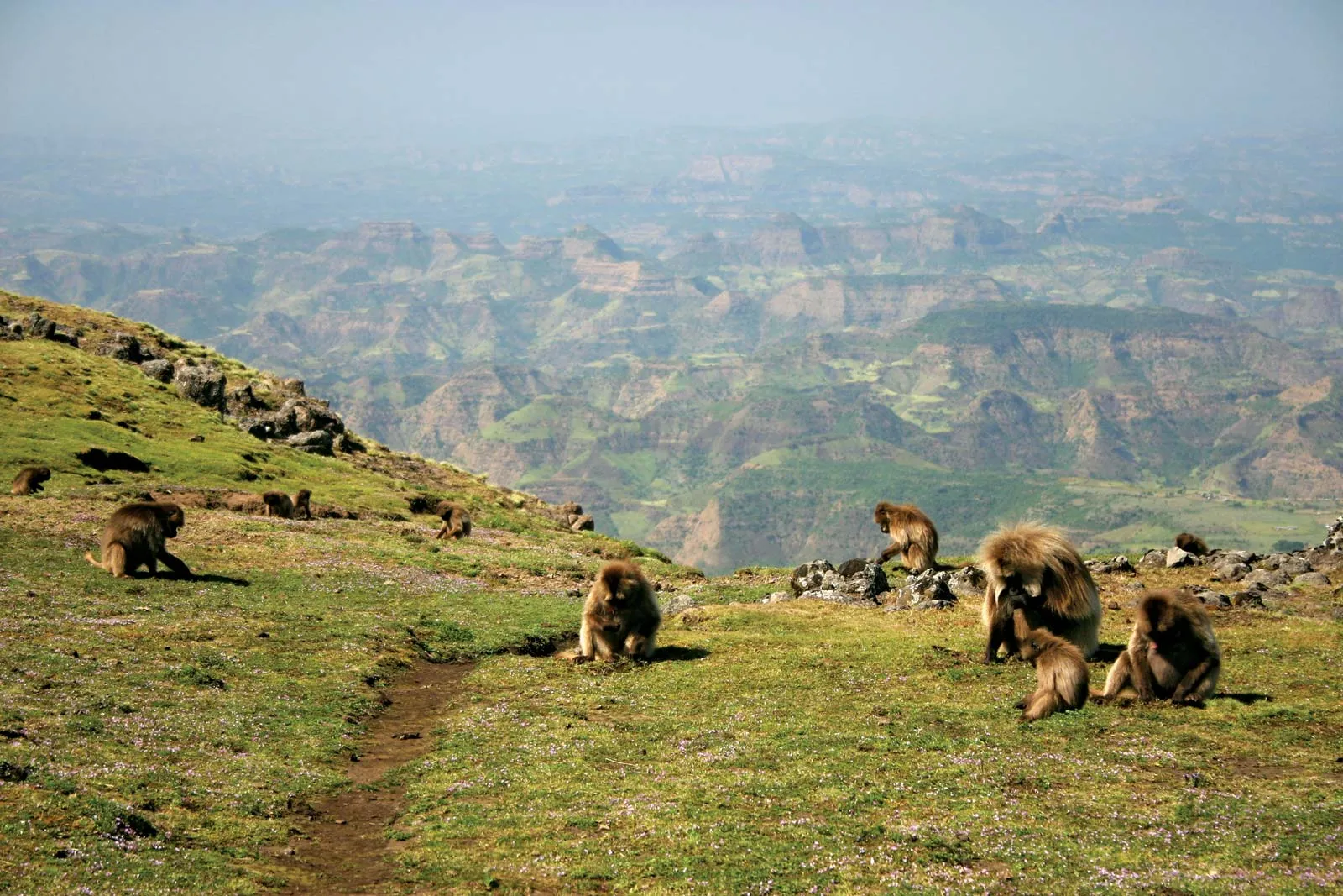 Groupes de singes en plein air sur une colline verdoyante avec vue sur des montagnes au loin.