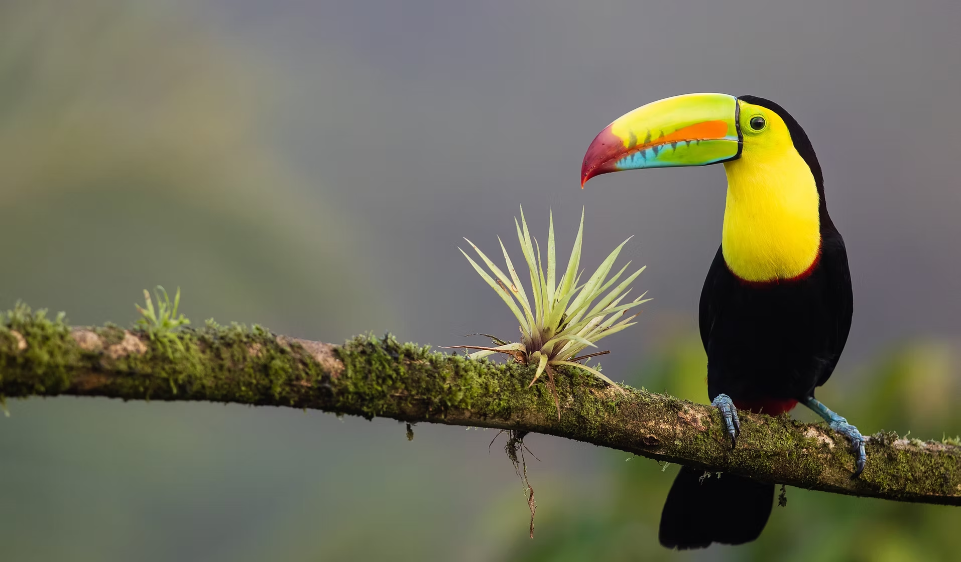 Un toucan coloré avec un bec multicolore perché sur une branche recouverte de mousse, avec une petite plante verte à côté, contre un fond flou gris