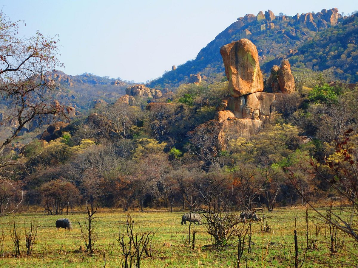 Paysage avec des rochers géants, un arbre en premier plan, et des buffles dans un champ