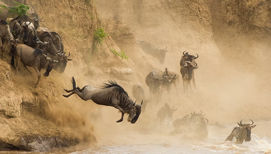 Une harde de zèbres et de buffles sauvages traversant une rivière, un zèbre est en train de sauter dans l'eau.
