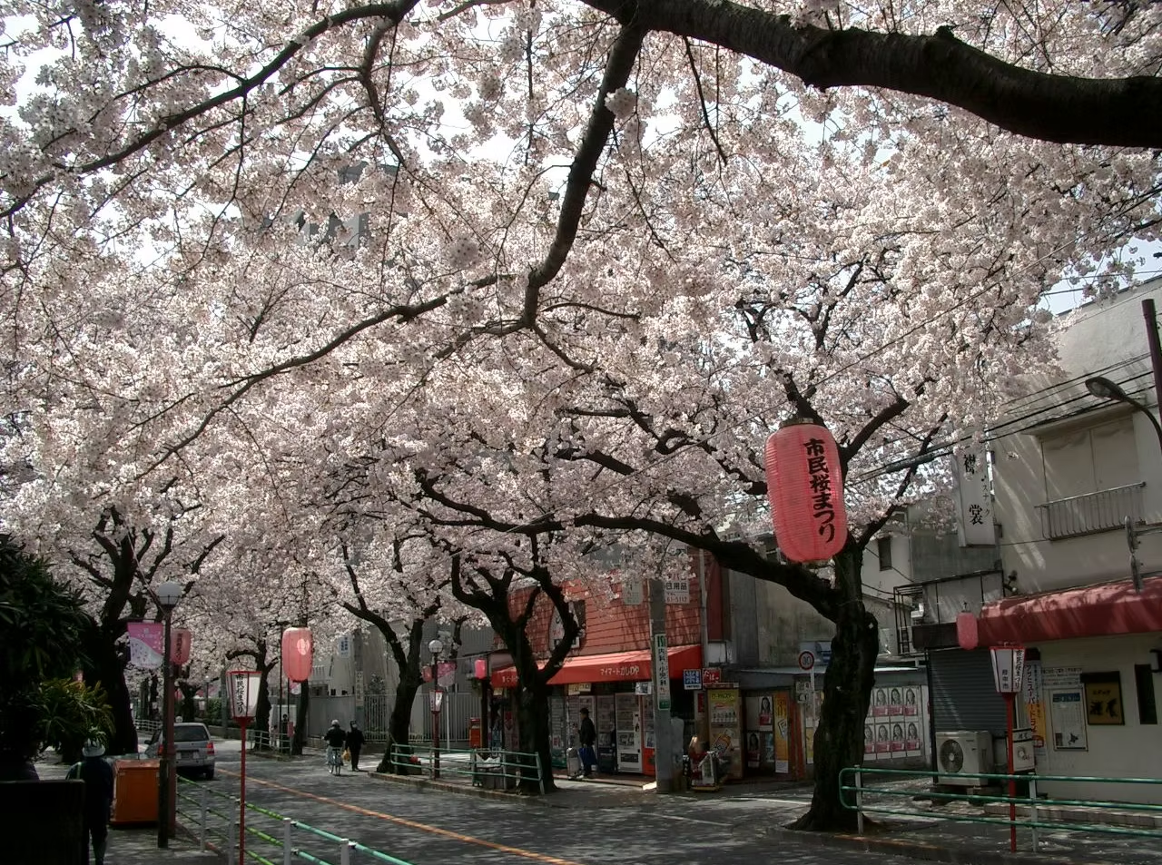 Rue bordée de cerisiers en fleurs avec lanternes rouges japonais et quelques personnes se promenant.