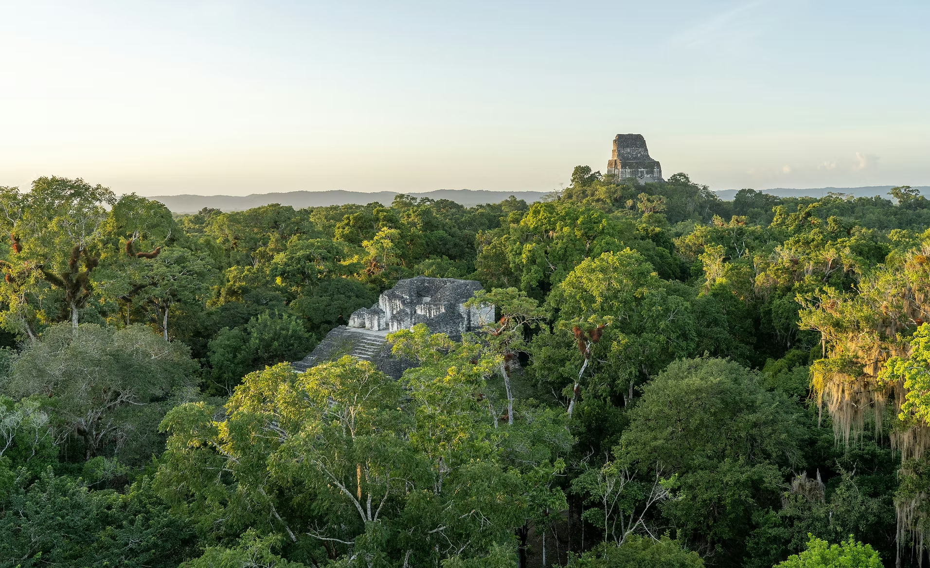 Vue d'une jungle dense avec des ruines mayas en pierre et un temple au sommet d'une colline, sous un ciel clair.