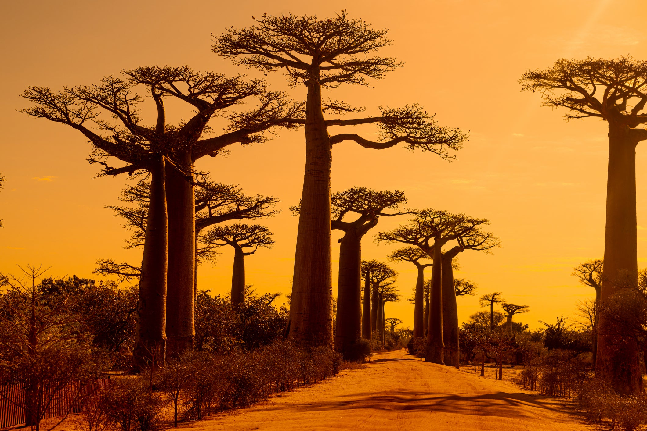 Des baobabs au coucher du soleil, silhouettes d'arbres avec des branches nues contre un ciel orange chaud.