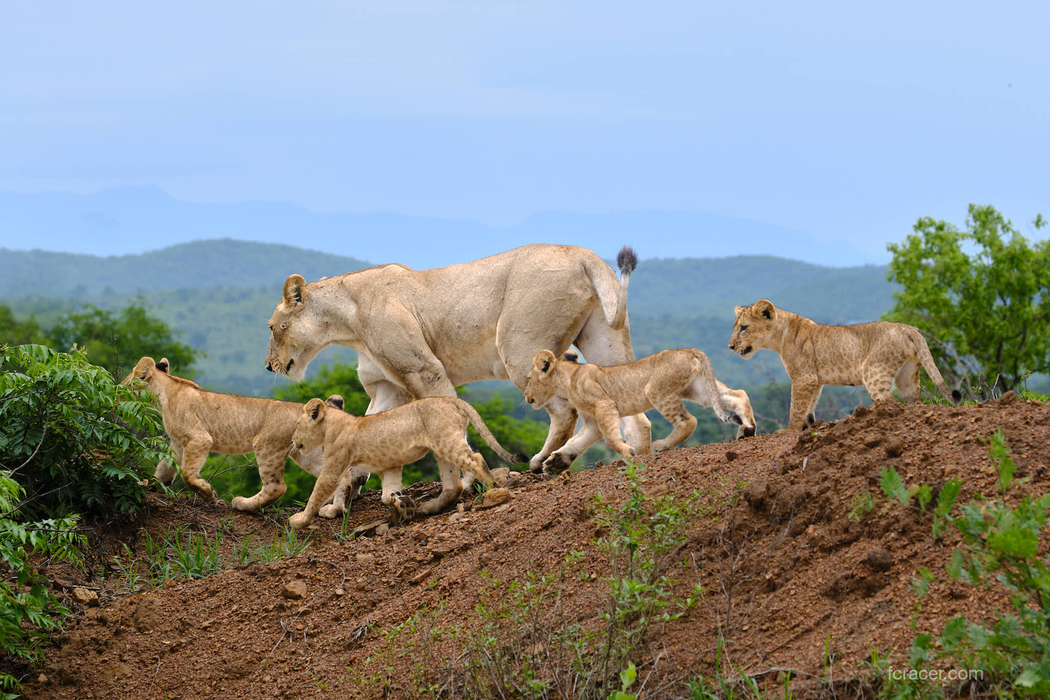 Une lionne et ses lionceaux marchent sur un sentier dans une région verdoyante avec des montagnes en arrière-plan.