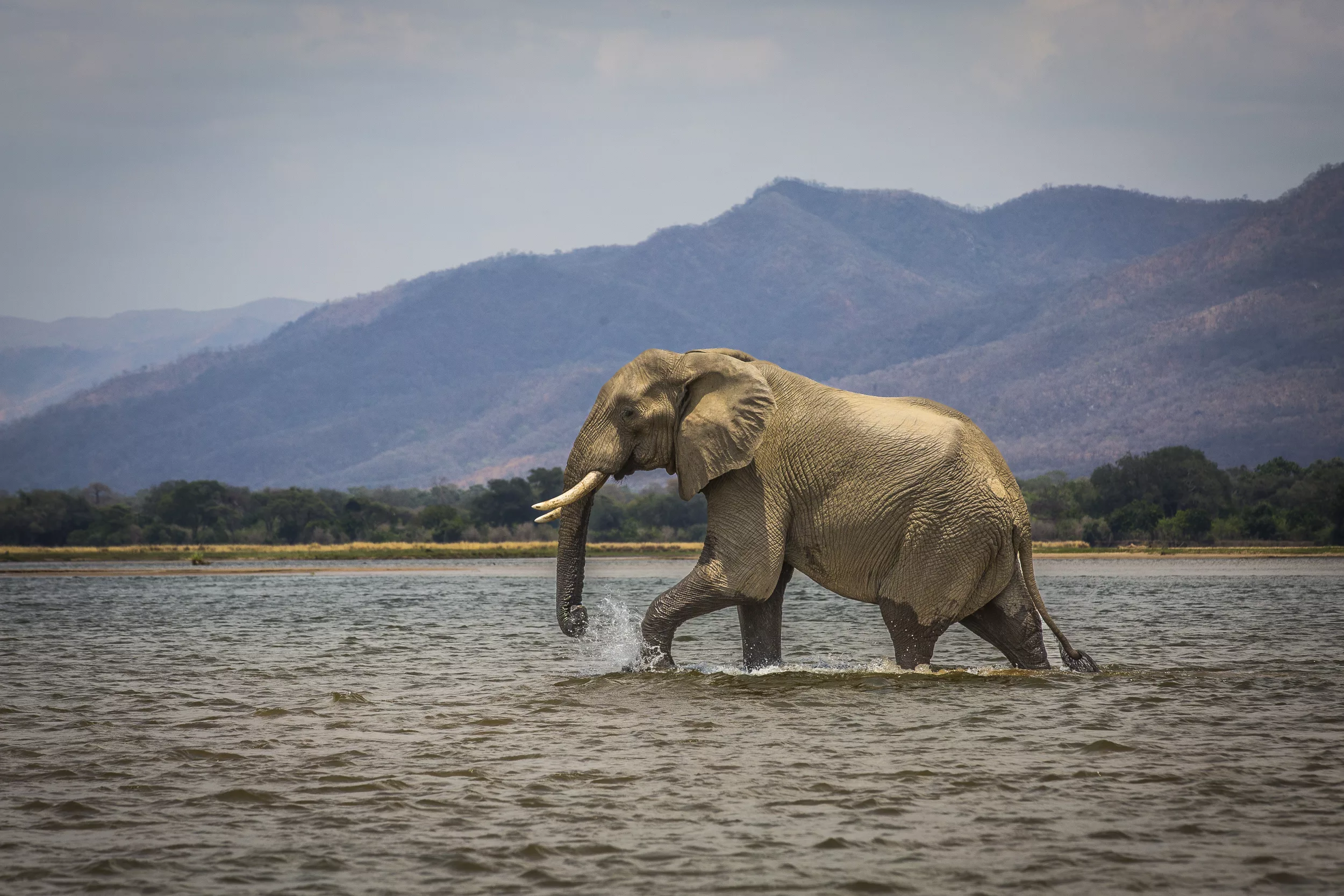Un éléphant africain traverse une rivière avec un arrière-plan de montagnes et un ciel nuageux.