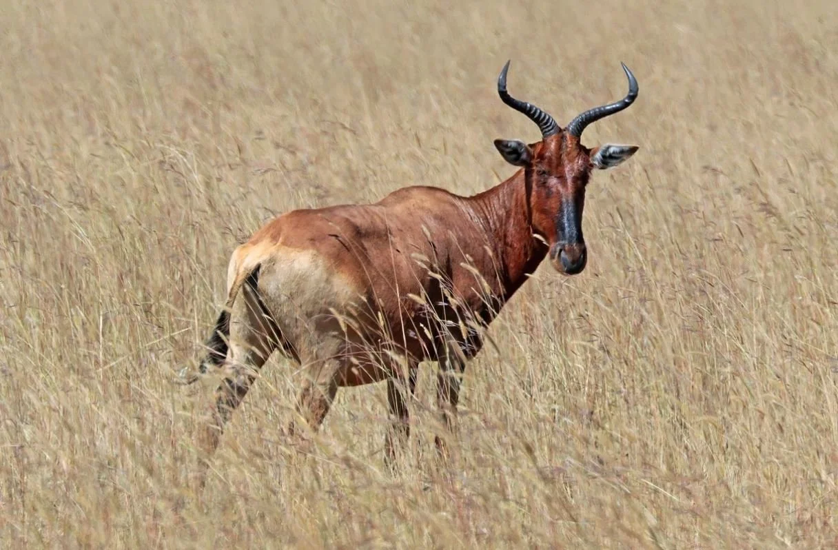 Un animal sauvage dans la savane, ressemblant à un antilope avec des cornes tordues.